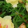 Portulaca grandiflora 'Happy Trails Primrose', flowers