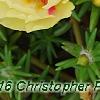 Portulaca grandiflora 'Happy Trails Primrose', flowers