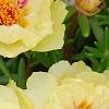 Portulaca grandiflora 'Happy Trails Primrose', flowers