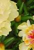 Portulaca grandiflora 'Happy Trails Primrose', flowers