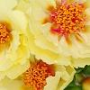 Portulaca grandiflora 'Happy Trails Primrose', flowers