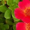 Portulaca grandiflora 'Mohava Red', flowers