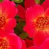 Portulaca grandiflora 'Mohava Red', flowers