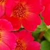 Portulaca grandiflora 'Mohava Red', flowers