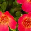 Portulaca grandiflora 'Mohava Red', flowers