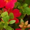 Portulaca grandiflora 'Mohava Red', flowers