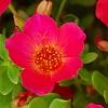 Portulaca grandiflora 'Mohava Red', flowers