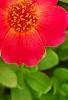 Portulaca grandiflora 'Mohava Red', flowers