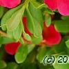 Portulaca grandiflora 'Mohava Red', flowers