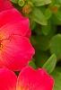 Portulaca grandiflora 'Mohava Red', flowers