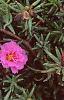 Portulaca grandiflora 'Sundial Fuchsia', habit