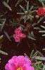 Portulaca grandiflora 'Sundial Fuchsia', habit