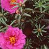 Portulaca grandiflora 'Sundial Fuchsia', habit