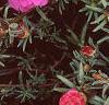 Portulaca grandiflora 'Sundial Fuchsia', habit