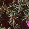 Portulaca grandiflora 'Sundial Fuchsia', habit