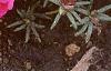 Portulaca grandiflora 'Sundial Fuchsia', habit