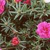 Portulaca grandiflora 'Sundial Fuchsia', habit