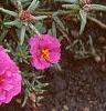 Portulaca grandiflora 'Sundial Fuchsia', habit