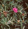 Portulaca grandiflora 'Sundial Fuchsia', habit