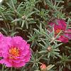 Portulaca grandiflora 'Sundial Fuchsia', habit