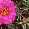 Portulaca grandiflora 'Sundial Fuchsia', flowers