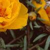 Portulaca grandiflora 'Sundial Gold', flowers