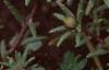 Portulaca grandiflora 'Sundial Gold', flowers