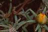 Portulaca grandiflora 'Sundial Gold', flowers