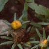 Portulaca grandiflora 'Sundial Gold', flowers