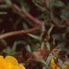 Portulaca grandiflora 'Sundial Gold', flowers