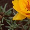 Portulaca grandiflora 'Sundial Gold', flowers