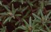 Portulaca grandiflora 'Sundial Gold', flowers