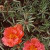 Portulaca grandiflora 'Sundial Orange', flowers