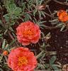 Portulaca grandiflora 'Sundial Orange', flowers