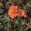 Portulaca grandiflora 'Sundial Orange', flowers