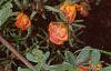 Portulaca grandiflora 'Sundial Orange', flowers