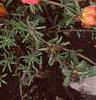 Portulaca grandiflora 'Sundial Orange', flowers