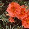 Portulaca grandiflora 'Sundial Orange', flowers