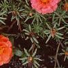 Portulaca grandiflora 'Sundial Orange', flowers