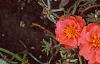 Portulaca grandiflora 'Sundial Orange', flowers