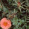 Portulaca grandiflora 'Sundial Orange', flowers