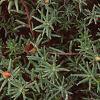 Portulaca grandiflora 'Sundial Orange', flowers