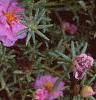 Portulaca grandiflora 'Sundial Pink', flowers