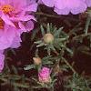 Portulaca grandiflora 'Sundial Pink', flowers