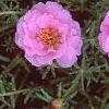 Portulaca grandiflora 'Sundial Pink', flowers