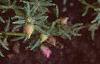 Portulaca grandiflora 'Sundial Pink', flowers