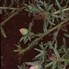 Portulaca grandiflora 'Sundial Pink', flowers