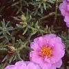 Portulaca grandiflora 'Sundial Pink', flowers