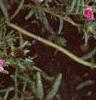 Portulaca grandiflora 'Sundial Pink', flowers