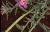 Portulaca grandiflora 'Sundial Pink', flowers